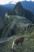 PERU, Cusco Department, Machu Picchu, Llama grazing at the site of the Inca ruins