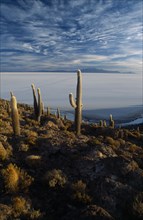 BOLIVIA, Altiplano, Potosi, Salar de Uyuni. Isla Incahuasi. Cacti covered island overlooking salt