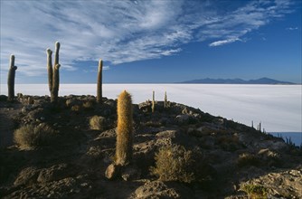 BOLIVIA, Altiplano, Potosi, Salar de Uyuni. Isla Incahuasi. An island covered in cacti within the