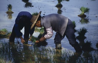 CHINA, Yunnan Province, Agriculture, Transplanting rice in paddy field on the outskirts of Kunming.