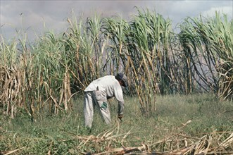 BRAZIL, Amazonia, Farming, Male worker in Sugar Cane Plantation