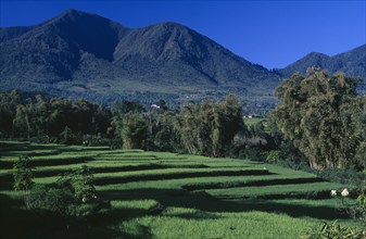 INDONESIA, Flores, Ruteng, Landscape and rice terraces.