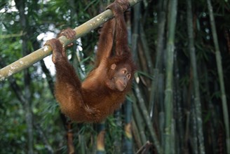 INDONESIA, Sumatra, Bukit Lawang, Orang-utan at rehabilitation centre in North Sumatra.