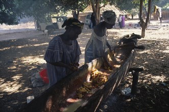 GUINEA BISSAU, Food & Drink, Women crushing cashew fruit to release juice used to make alcohol.