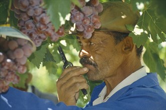 SOUTH AFRICA, Western Cape, Paarl, Worker on farm growing table grapes for export.