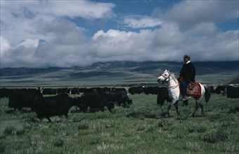 TIBET, People, Nomadic herder on horseback with yak herd on the high grasslands.