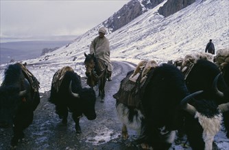 TIBET, Agriculture, Nomadic horsemen with yaks on high mountain road near Nam Tso Lake in snow.