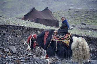 TIBET, Karo La Glacier, Young Tibetan nomad child riding yak.