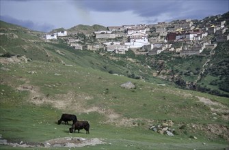 TIBET, Ganden Monastery, Distant view with yaks grazing in the foreground.
