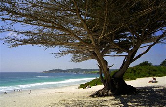 USA, California, Carmel, Carmel Beach with tree in the foreground and coastline leading off into