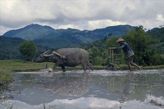 LAOS, Agriculture, Man ploughing paddy field with a water buffalo.