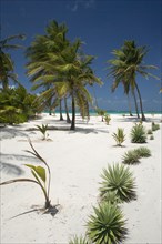 WEST INDIES, St Vincent & The Grenadines, Palm Island, Coconut trees and plants on the beach at
