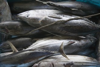 WEST INDIES, St Vincent & The Grenadines, Canouan, Tuna fish in the local market