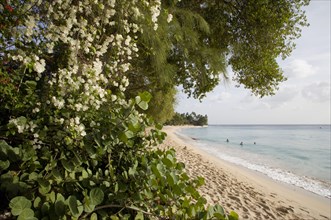 WEST INDIES, Barbados, St Peter, Gibbes Bay beach in the late afternoon