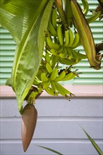 WEST INDIES, Barbados, St James, Banana plant in front of a Holetown Chattel house