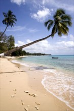 WEST INDIES, Barbados, St Peter, Coconut palm trees onTurtle Bay beach