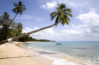 WEST INDIES, Barbados, St Peter, Coconut palm trees onTurtle Bay beach