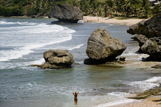 WEST INDIES, Barbados, St Joseph, Woman in the sea amongst the rocks at Bathsheba