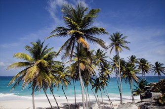 WEST INDIES, Barbados, St Philip, Coconut palm trees on the beach at Bottom Bay