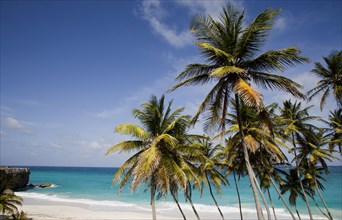 WEST INDIES, Barbados, St Philip, Coconut palm trees on the beach at Bottom Bay