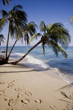 WEST INDIES, Barbados, St Peter, Coconut palm trees growing over the water at Turtle Beach