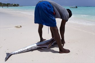 WEST INDIES, Barbados, Christ Church, Fisherman gutting a King Fish on Worthing Beach