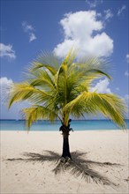 WEST INDIES, Barbados, St Thomas, Coconut palm tree on Sandy Lane Beach
