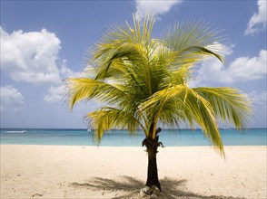 WEST INDIES, Barbados, St Thomas, Coconut palm tree on Sandy Lane Beach