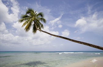 WEST INDIES, Barbados, St Peter, Single coconut palm tree on Turtle Beach