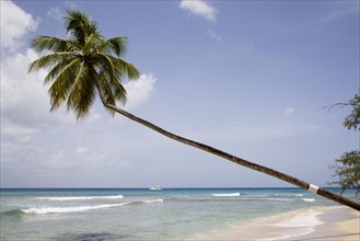 WEST INDIES, Barbados, St Peter, Single coconut palm tree on Turtle Beach