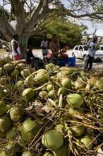 WEST INDIES, Barbados, St James, Men opening coconuts to sell the juice in bottles beside the road