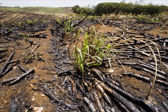 WEST INDIES, Barbados, St Peter, New sugar cane crop sprouting after harvest and burning of old