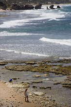 WEST INDIES, Barbados, St Joseph, Children playing in rock pools whilst an adult walks on the beach