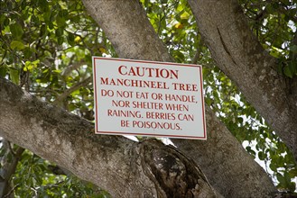 WEST INDIES, Barbados, St Thomas, Warning sign on a poisonous manchineel tree on the beach at Sandy
