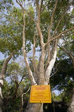 WEST INDIES, St Vincent & The Grenadines, Bequia, Warning sign on poisonous Manchineel tree on