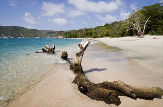 WEST INDIES, St Vincent & The Grenadines, Bequia, Driftwood on Princess Margaret beach