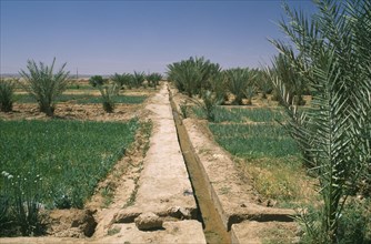 MOROCCO, Sahara, Merzouga, Irrigation channel through cultivated area.