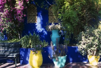 MOROCCO, Marrakesh, The Jardin Majorelle owned by Yves St Laurent.  Detail of planting in yellow