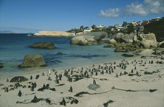 SOUTH AFRICA, Western Cape, Boulders Beach, Coastline with sandy beach and large outcrops of rocks