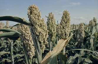 WEST AFRICA, Agriculture, Sorghum growing.