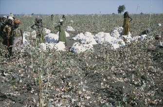 NIGERIA, Industry, Women and young girls harvesting cotton.