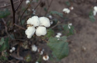 NIGERIA, Ife, Cotton bols on plant.