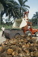 NIGERIA, Industry, Oil palm fruit arriving at processing plant.