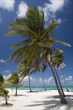 WEST INDIES, St Vincent & The Grenadines, Palm Island, Coconut trees on the beach at Palm Island