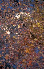 JAPAN, Honshu, Tokyo, "Kita Ku, the Kyu Furukawa gardens.  Autumn maple leaves floating in a