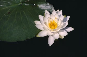 JAPAN, Water Flowers, Open lotus blossom.