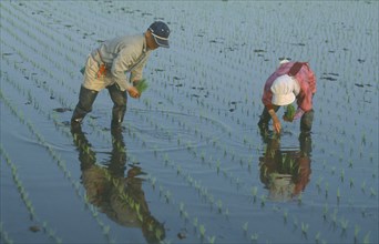 JAPAN, Chiba, Tako, Couple planting rice seedlings in paddy by hand.