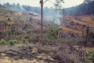 MALAYSIA, East Coast, Environmental Damage, Severe deforestation and destruction of tropical