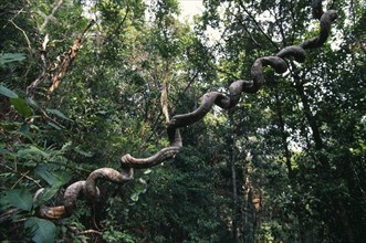 MALAYSIA, Sarawak, Bako National Park, Strangling fig and jungle canopy in rainforest interior.