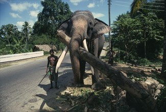 SRI LANKA, Animals, Working elephant with handlers on road near Kandy.